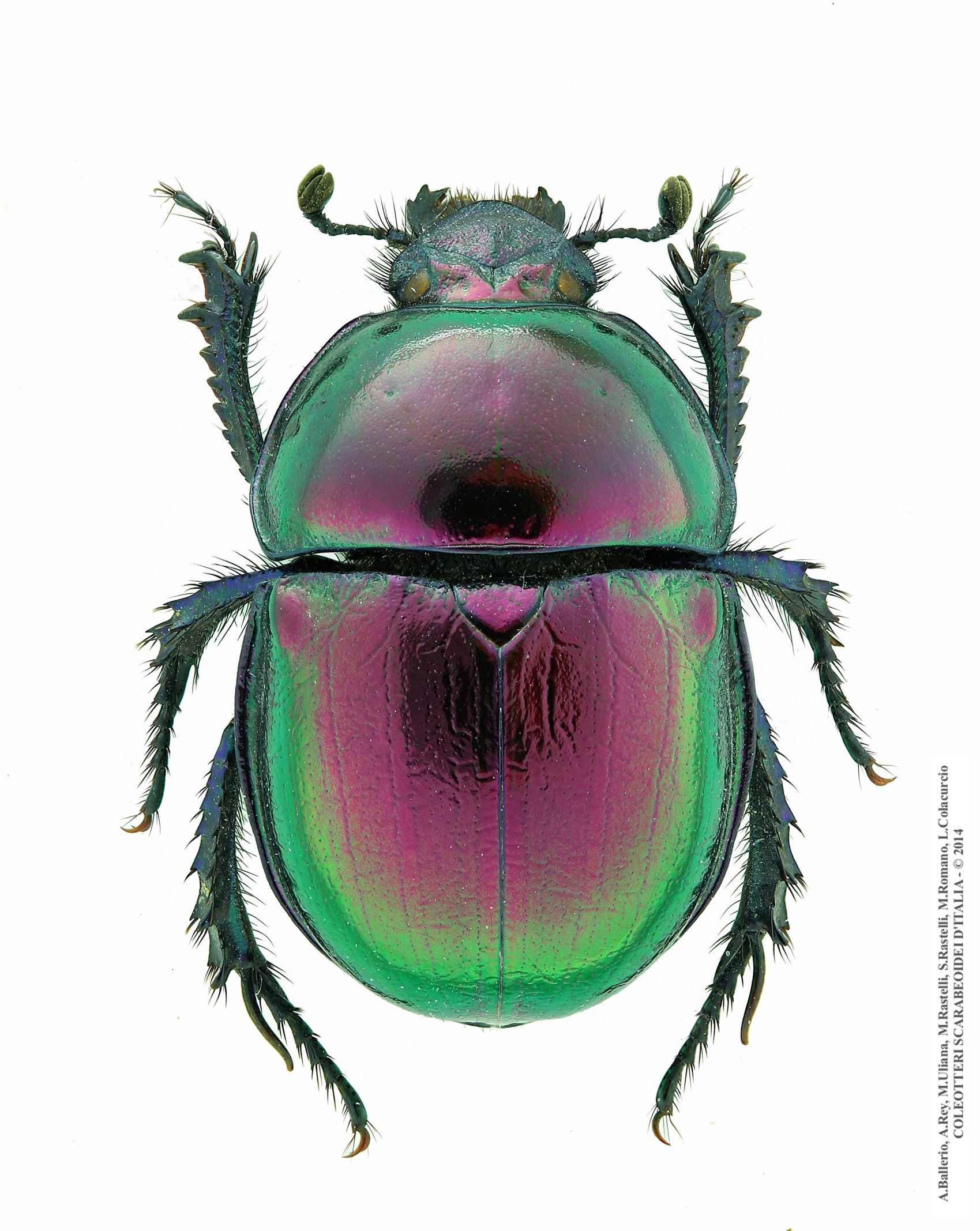 Trypocopris pyrenaeus splendens, maschio 